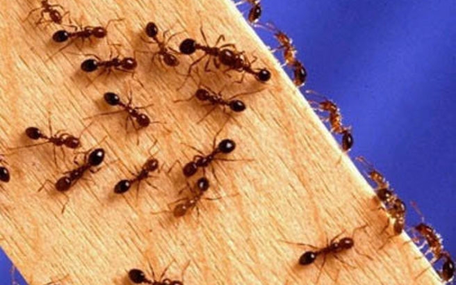 Πώς να εξαφανίσετε τα μυρμήγκια από το σπίτι