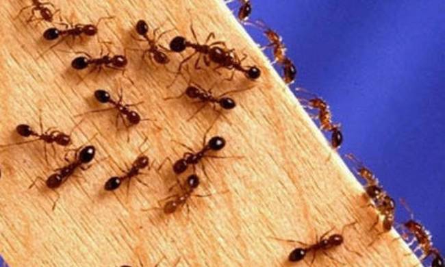 Πώς να κρατήσετε μακριά τα μυρμήγκια που εμφανίζονται την άνοιξη