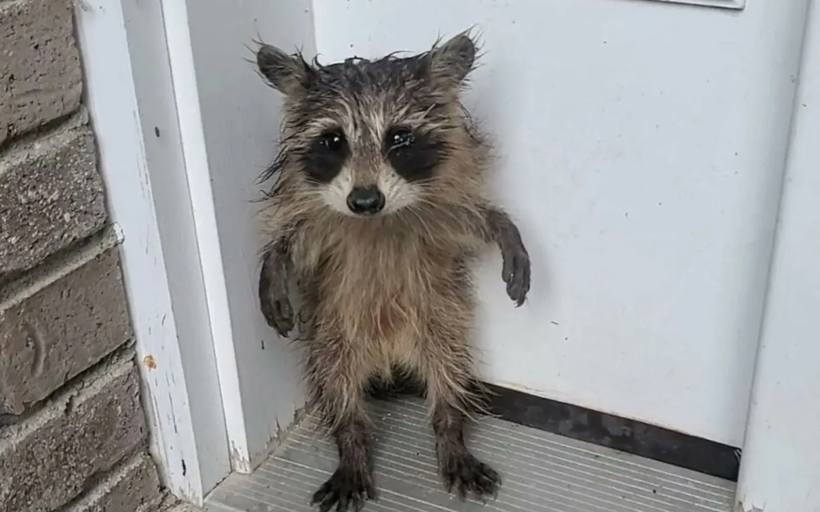 Small Racoon Viral Μωρό ρακούν στέκεται στα δύο του πόδια και γίνεται viral: Η γλυκιά ...