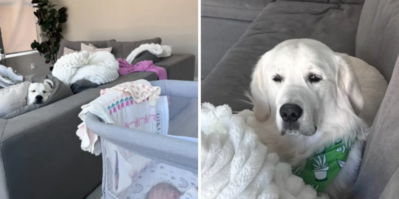 Σκυλάκος «ξενυχτά» με τη μαμά και το μωρό και λιώνει το internet όταν αποκοιμιέται από την εξάντληση