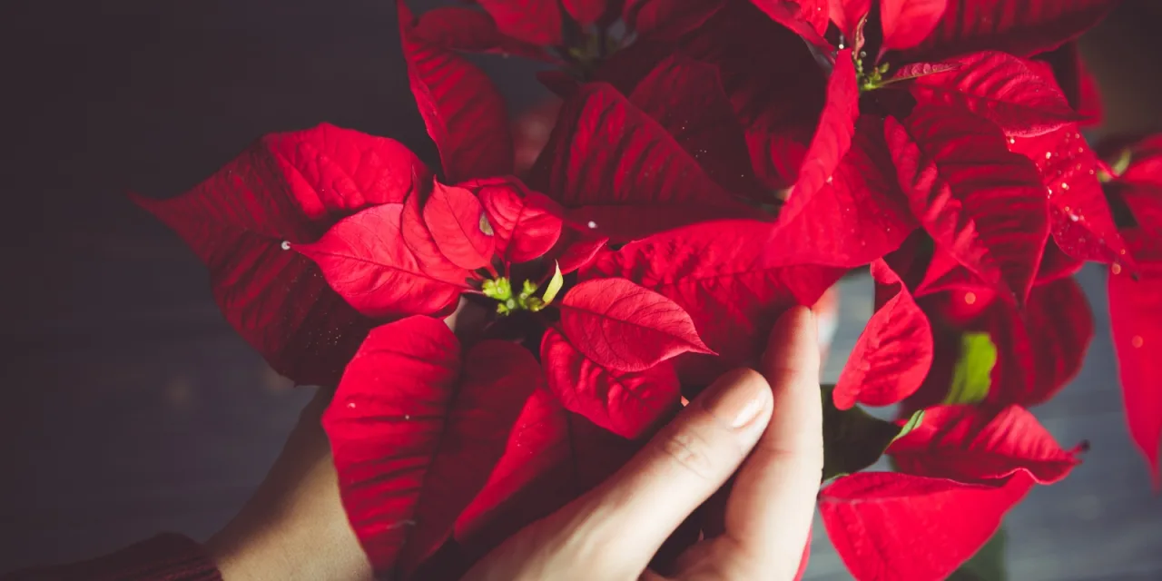 Αλεξανδρινό: Πώς να φροντίσεις σωστά το λουλούδι των Χριστουγέννων