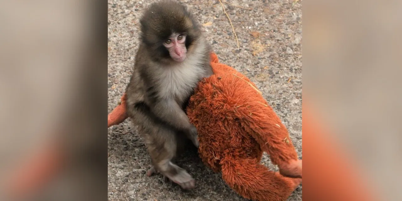 Εγκαταλείφθηκε από τη μαμά του, λάτρεψε ένα λούτρινο: Η ιστορία του μωρού μακάκου που «λύγισε» τον πλανήτη